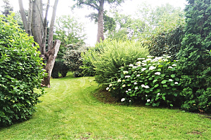 - Idős fák tövében - Budapest, XVI. kerület